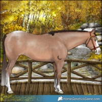 Horse Color:Amber Champagne Splash Tobiano Rabicano 