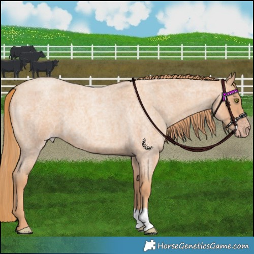 Horse Color:Gold Champagne Roan 