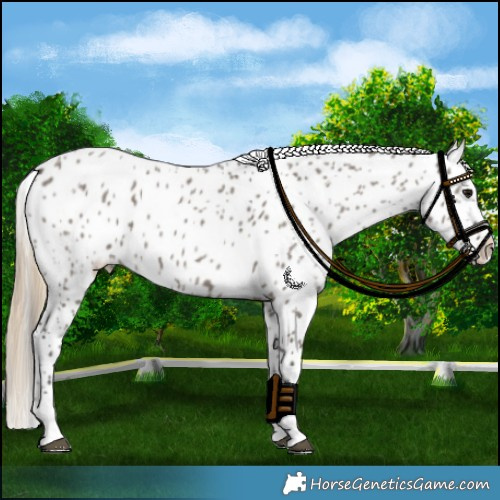 Horse Color:Smoky Grullo Near Leopard 