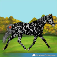 Horse Color:Black Appaloosa Rabicano 