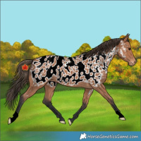 Horse Color:Bay Appaloosa