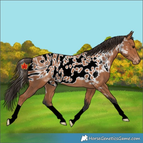 Horse Color:ERROR: UNKNOWN ANOMALY