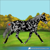 Horse Color:Black Near Leopard Rabicano 