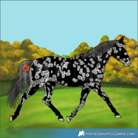 Horse Color:Black Appaloosa Rabicano 