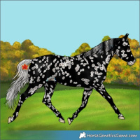 Horse Color:Silver Black Appaloosa 