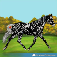 Horse Color:Silver Black Leopard