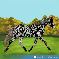 Horse Color:Red Dun Near Leopard 