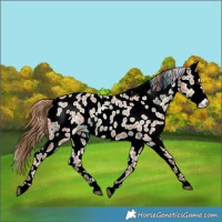 Horse Color:Red Dun Near Leopard 