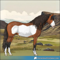 Horse Color:Bay Frame 
