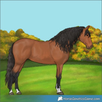 Horse Color:Bay 
