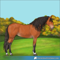 Horse Color:Bay 