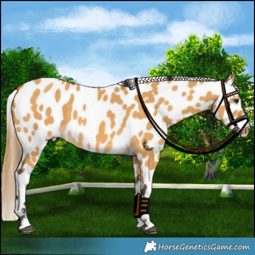 Horse Color:Buckskin Dun Near Leopard 