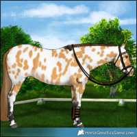 Horse Color:Buckskin Dun Appaloosa 