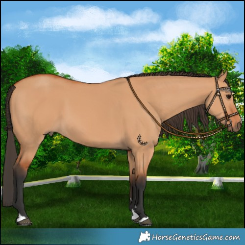 Horse Color:Bay Dun 