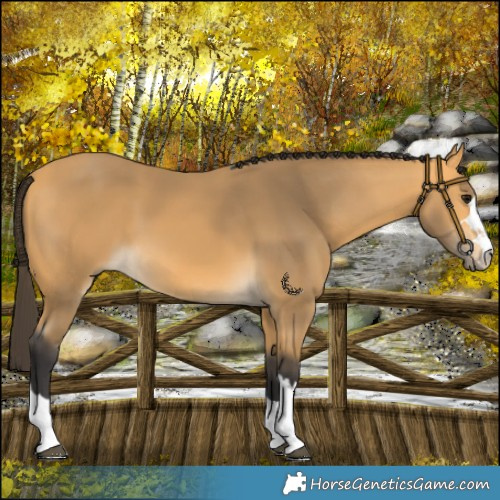 Horse Color:Buckskin 
