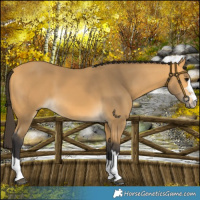 Horse Color:Buckskin 