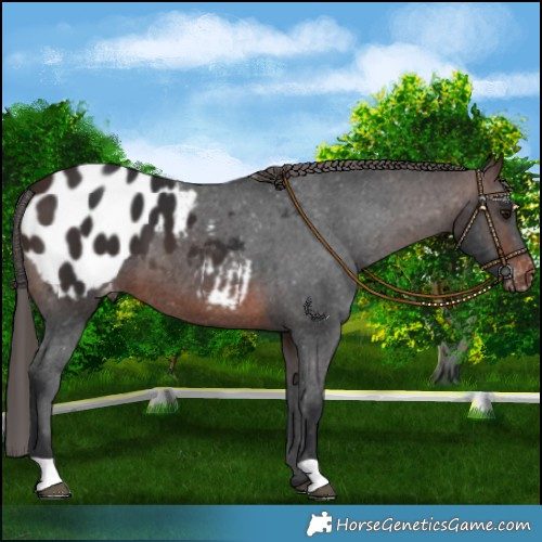 Horse Color:Brown Blanket 