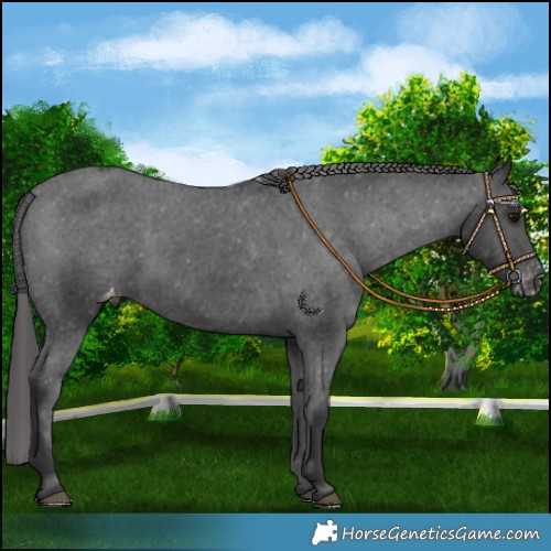 Horse Color:Black Varnish 