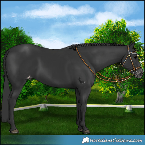 Horse Color:Black Appaloosa