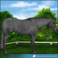 Horse Color:Black Appaloosa 