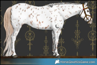 Horse Color:Chestnut Near Leopard 
