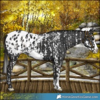 Horse Color:Brown Sabino Splash Appaloosa and Liver Chestnut Sabino Splash Frame Appaloosa
