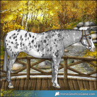 Horse Color:Brown Sabino Splash Appaloosa  and Liver Chestnut Sabino Splash Frame Appaloosa 