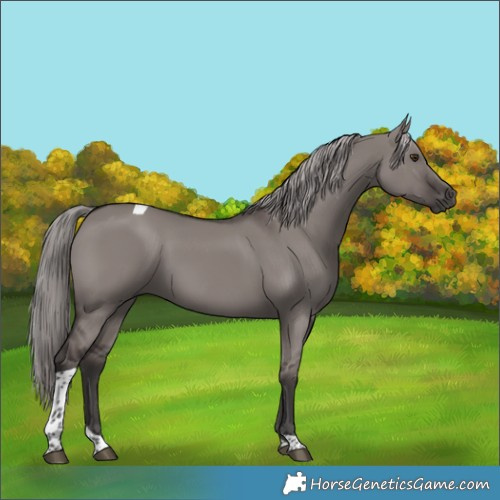 Horse Color:Platinum Liver Red Dun Tobiano Rabicano