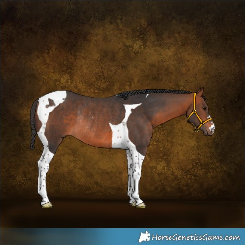 Horse Color:Bay Tobiano Rabicano 