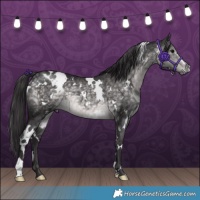 Horse Color:Platinum White Spotted Buckskin 