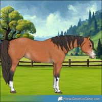 Horse Color:Unknown 