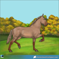 Horse Color:Red Dun 