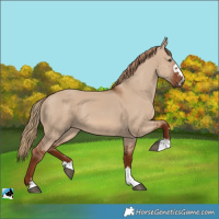 Horse Color:Red Dun 