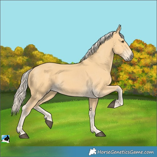 Horse Color:Palomino 