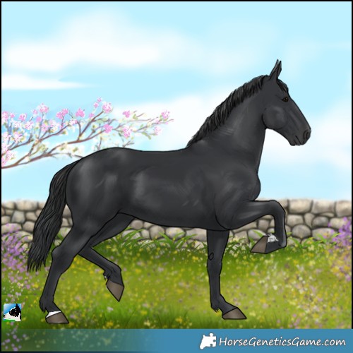 Horse Color:Black