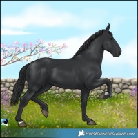 Horse Color:Black 