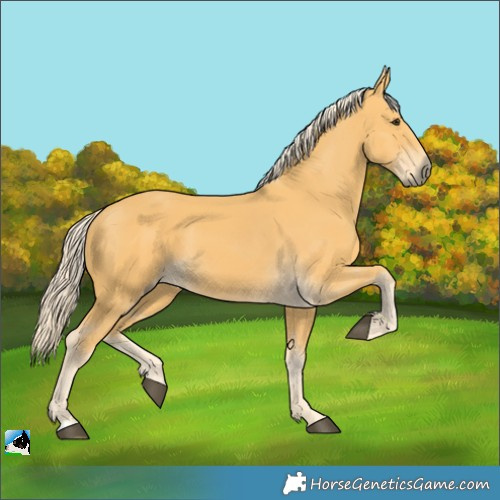 Horse Color:Palomino 