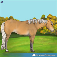 Horse Color:Silver Buckskin 