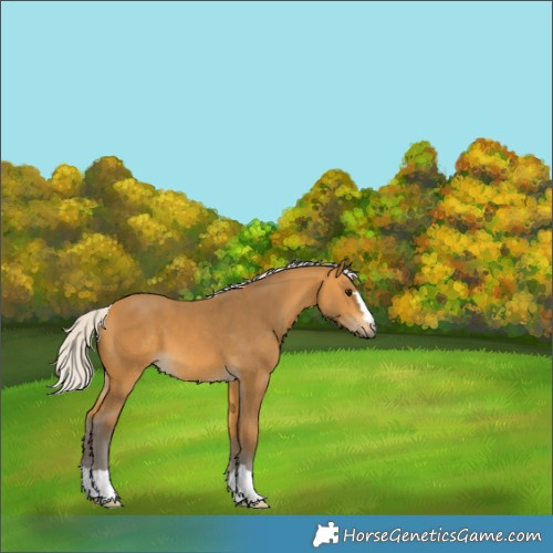 Horse Color:Silver Buckskin 