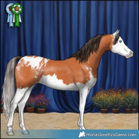 Horse Color:Bay Sabino Splash Blanket 