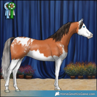 Horse Color:Bay Sabino Splash Appaloosa 