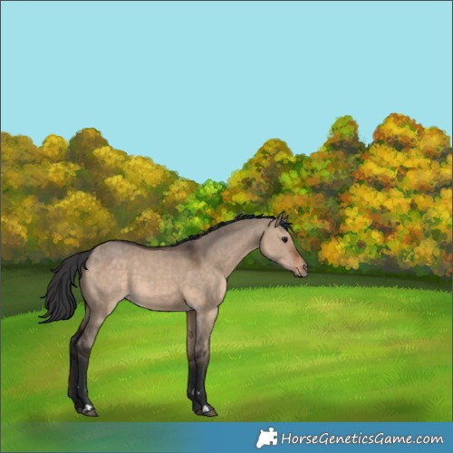 Horse Color:Brown Dun 