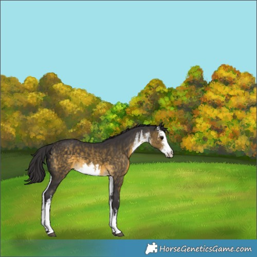 Horse Color:White Spotted Buckskin 