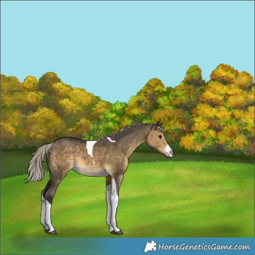 Horse Color:White Spotted Silver Buckskin Dun Tobiano Rabicano 