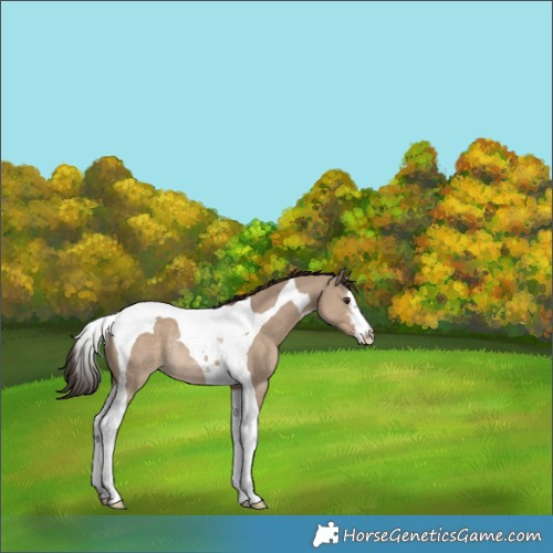 Horse Color:White Spotted Liver Red Dun Tobiano Rabicano 