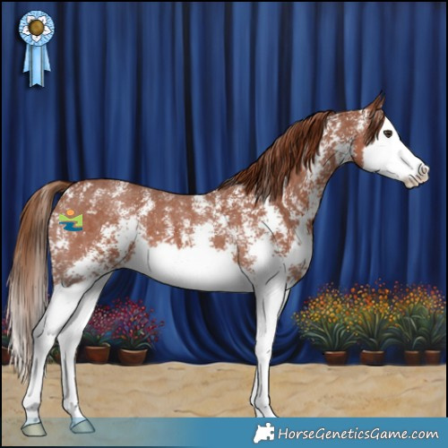 Horse Color:Chestnut Sabino Splash 