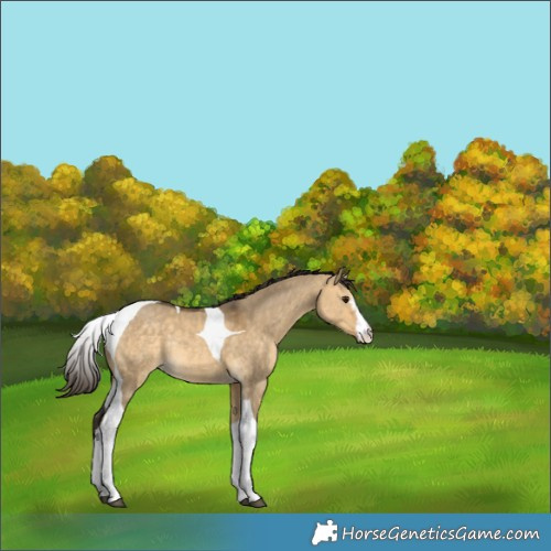 Horse Color:White Spotted Buckskin Dun Tobiano Rabicano 