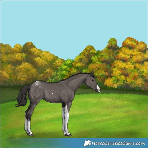 Horse Color:White Spotted Smoky Grullo Tobiano Rabicano 