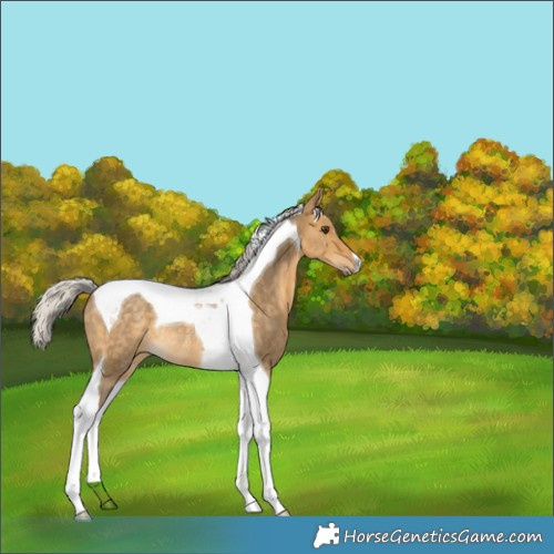 Horse Color:Silver Buckskin Dun Tobiano Rabicano 