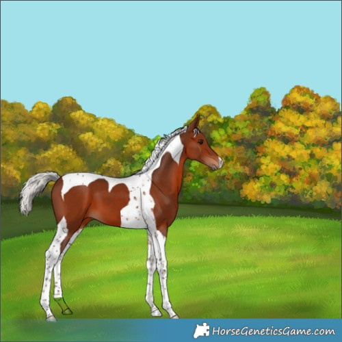 Horse Color:Silver Brown Tobiano 